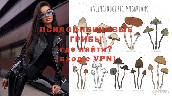 прущие грибы Алзамай